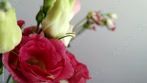 Vivid bright texas bluebell indoor flowers in a vase, close up photo