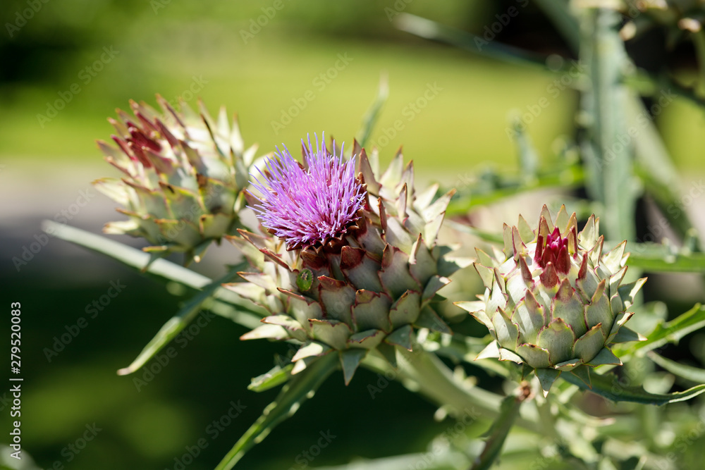 sich öffnende lila Distelblüte in der Sonne sich öffnende lila Distelblüte in der Sonne
