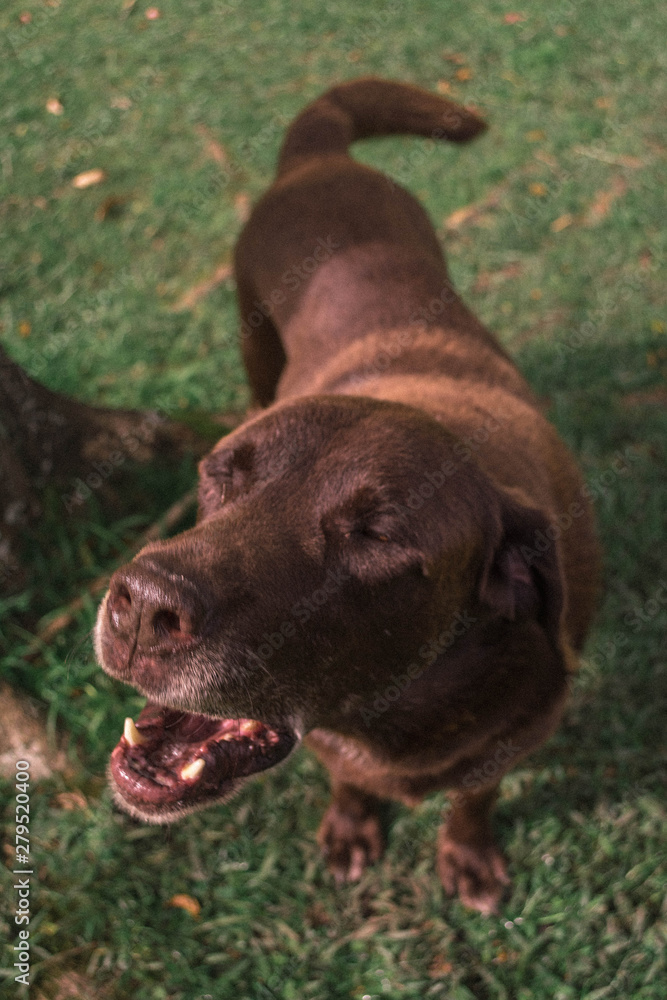 perro mimado perro mimado