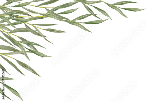 Background with willow leaves. © Artemisss