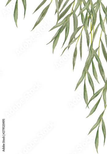 Willow  leaves frame.