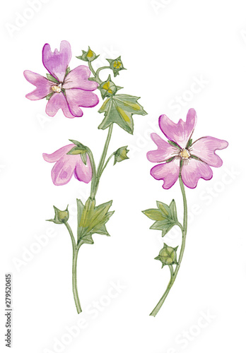 Pink flowers of mallow isolated on white background.