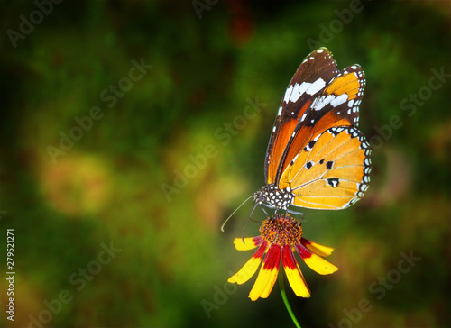 Butterfly on flower with nature blur background, Common Tiger butterfly