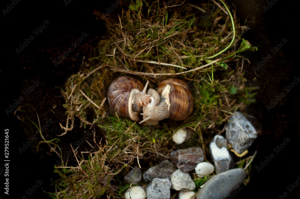 Mating of snails. Copulation of Helix Pomatia with visible penis and dart sac.
