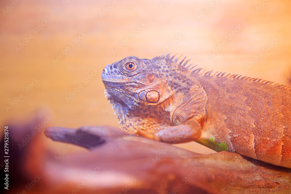 Obraz premium cabrite in a box