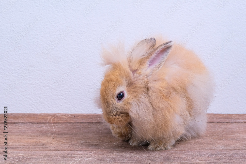 Brown rabbit sitting on a wooden floor and a white background Brown rabbit sitting on a wooden floor and a white background