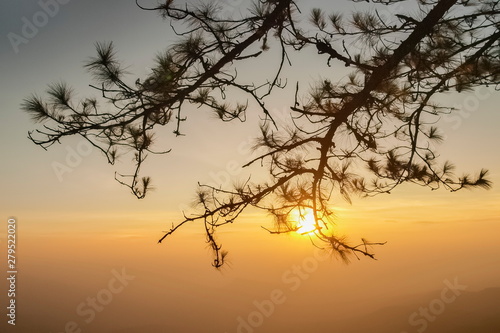 Fototapeta Naklejka Na Ścianę i Meble -  Silhouette of Pine Tree Branches with yellow sun light in the sky background, sunrise at Top of Phu Ruea National Park, Phu Ruea District, Loei Province, Thailand.