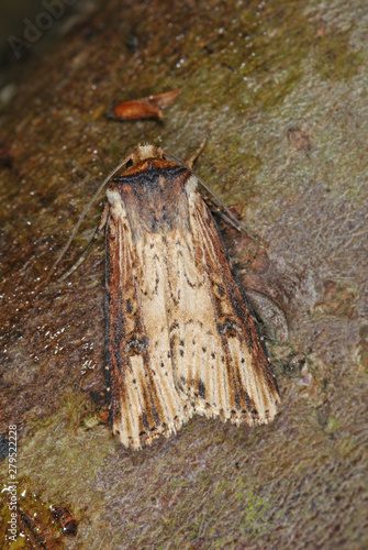 Axylia putris (LINNAEUS, 1761) Putris-Erdeule 2010:06:19 19:29:57 DE, Leverkusen-OpladenSONY DSC photo