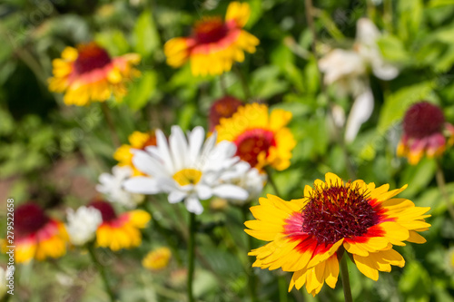 daisies and other garden flowers, beautiful blurred background for summer design