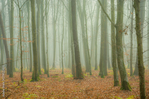 Fog in the forest and fallen golden leaves