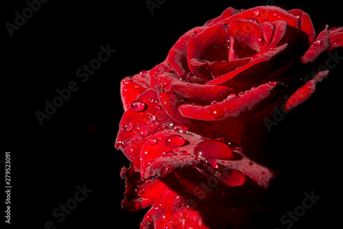 red scarlet rose after rain  on a black background  isolate  studio