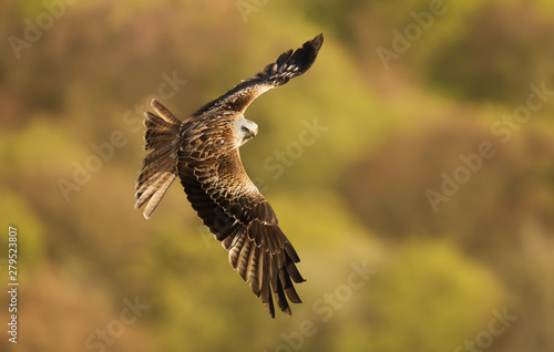 Close up of a Red kite in flight in the countryside