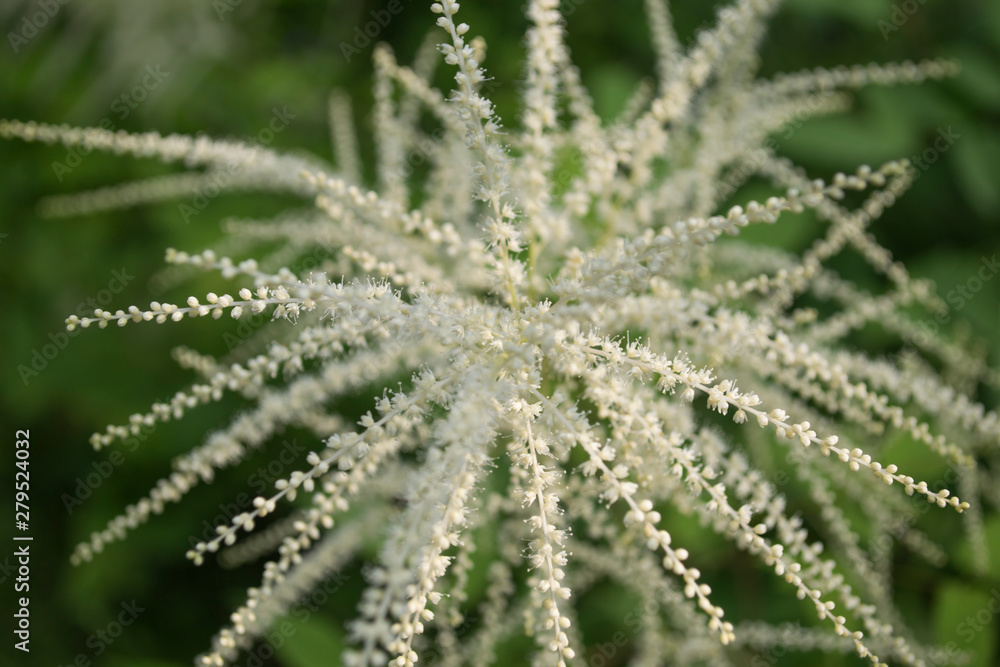 Natural pattern. Botany natural background. Natural pattern. Botany natural background.