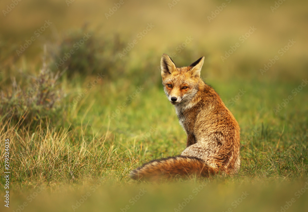 Close up of a red fox sitting in grass