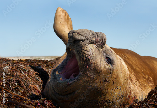 Elephant seal male on the coasts of Falkland Islands photo