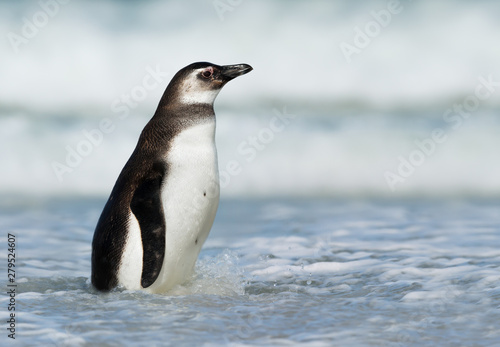 Close up of a Magellanic penguin in water