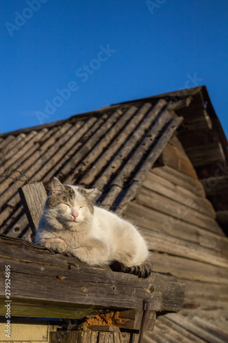 the village cat warms up sitting on the fence and basking under the rays of the spring salt