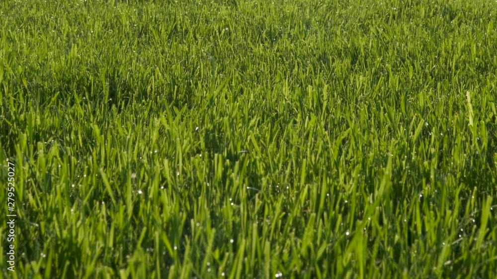 Green lawn in the sun. Lawn of cut green grass in the morning dew. Green lawn in the sun. Lawn of cut green grass in the morning dew.