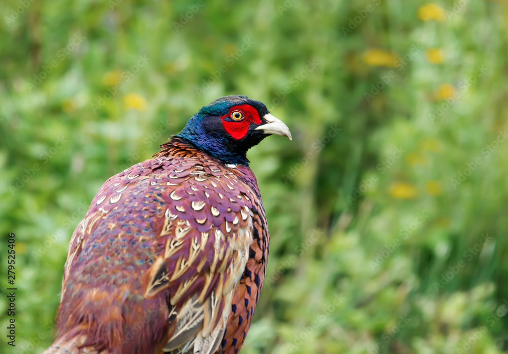 Close up of a male Common Pheasant in the meadow Close up of a male Common Pheasant in the meadow