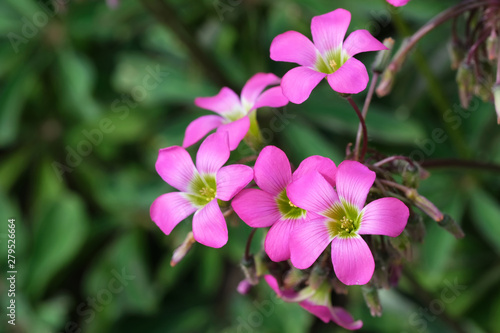 Beautiful summer pink flowers