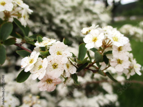 Gros plan d'une branche fleurie de spirée dentelée (spiraea X arguta). 