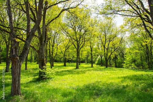 Beautiful oak tree park in Mankinjoki rapids area, Espoonkartano, Espoo, Finland