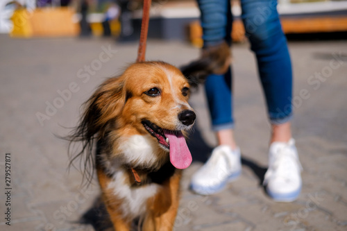 woman is walking with her dog. Funny spaniel mutt in summer city street