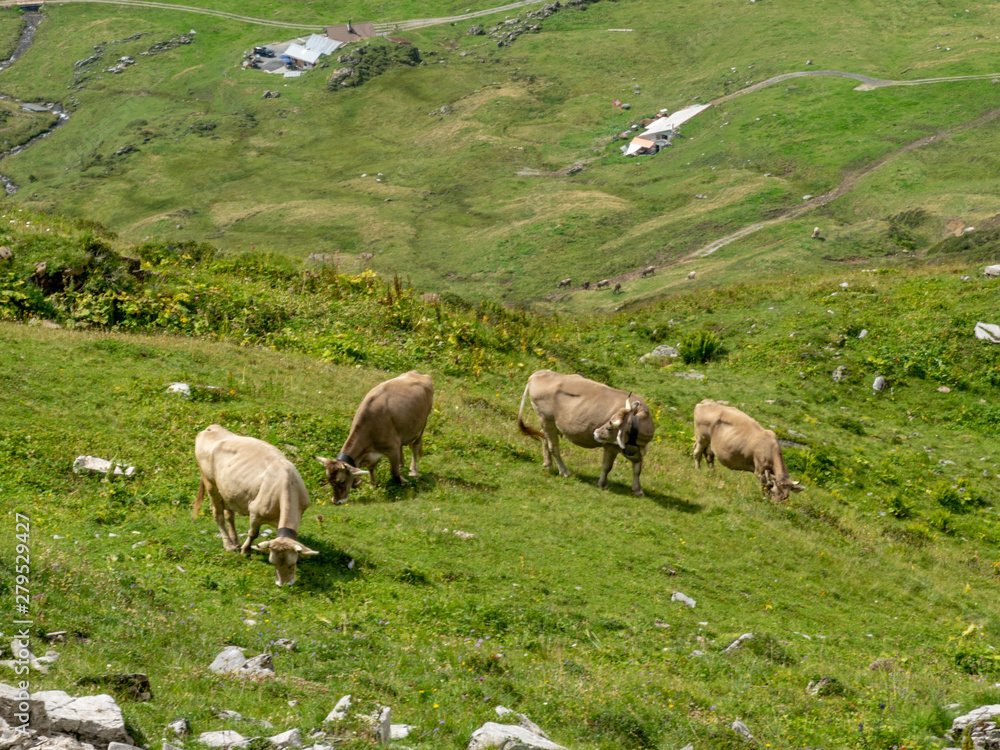 Fototapeta premium View of the cows grazing in an idyllic mountain landscape, Switzerland 