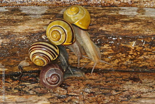 Hain-Bänderschnecke Cepaea nemoralis 02.10.2010 DE, Leverkusen , OpladenSONY DSC photo