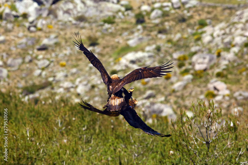 Golden eagle (Aquila chrysaetos) and Spanish imperial eagle (Aquila adalberti) fighting together for prey. The great eagles in dispute over prey and territory. photo