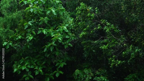 landscape of dark green rain forest - India