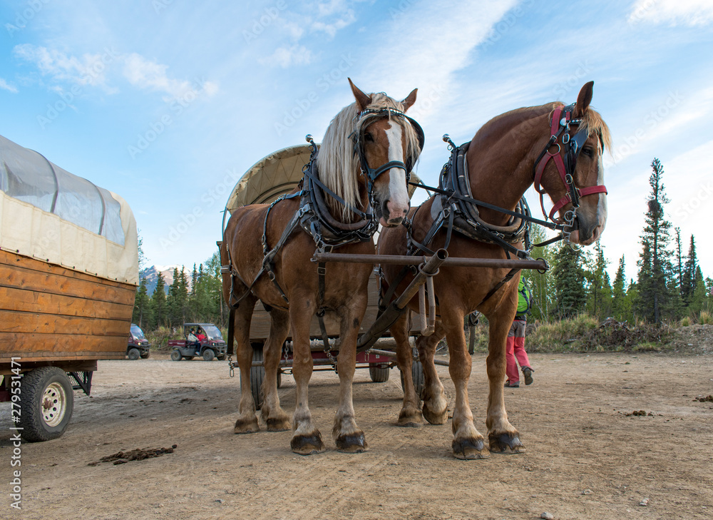 Draft horses hitched to covered wagon Draft horses hitched to covered wagon