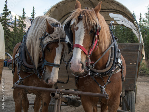 Draft horses hitched to covered wagon © Douglas