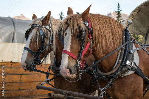 Draft horses