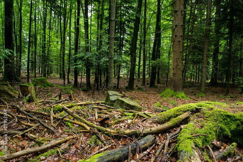 Schwarzwald Steine Bäume