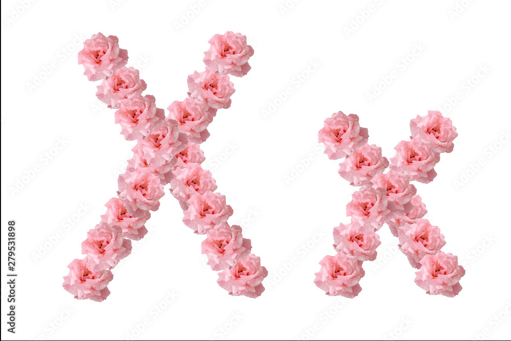 English alphabet from flowers of pink roses, letter X, collage.