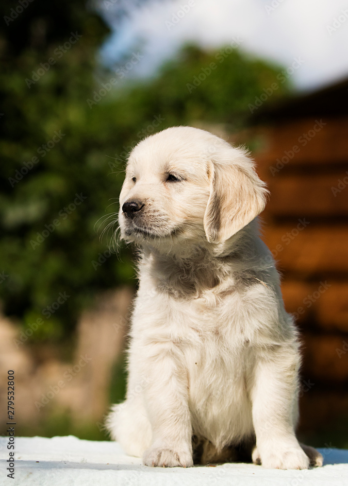 puppy breed golden retriever looks puppy breed golden retriever looks