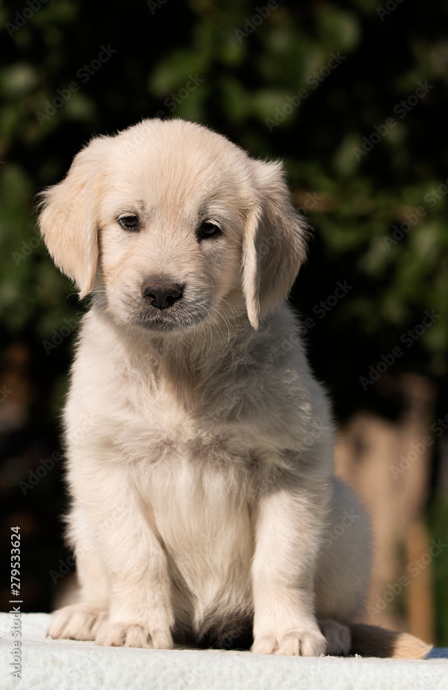 puppy breed golden retriever looks