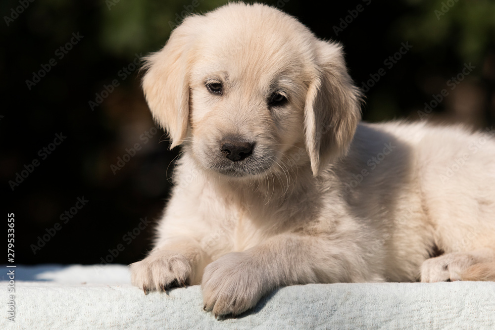 Fototapeta puppy breed golden retriever looks