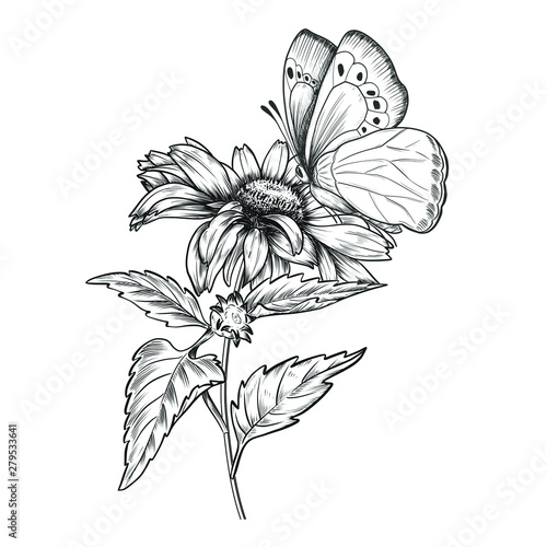 Hand drawn sunflower with butterfly. Vintage pen and ink flower illustration. Botanical design.