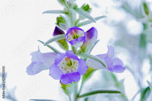 エレモフィラ・ニベア の花