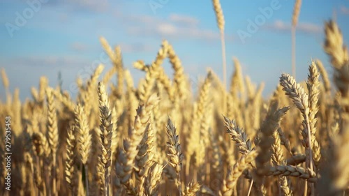 Wallpaper Mural View on wheat ears close up in motion. Wheat ears in a field close up.  Torontodigital.ca