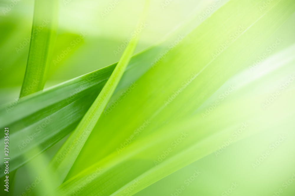 Close up of nature view green leaf on blurred greenery background under sunlight with bokeh and copy space using as background natural plants landscape, ecology wallpaper concept. - obrazy, fototapety, plakaty 