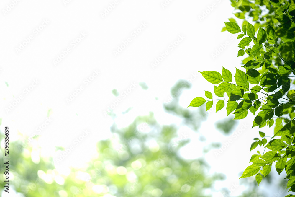Close up of nature view green leaf with blurred greenery on white sky background with copy space using as background natural plants landscape, ecology wallpaper concept.