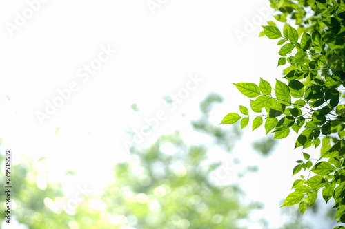 Close up of nature view green leaf with blurred greenery on white sky background with copy space using as background natural plants landscape, ecology wallpaper concept.