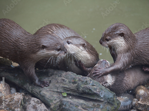 Close up of Otters