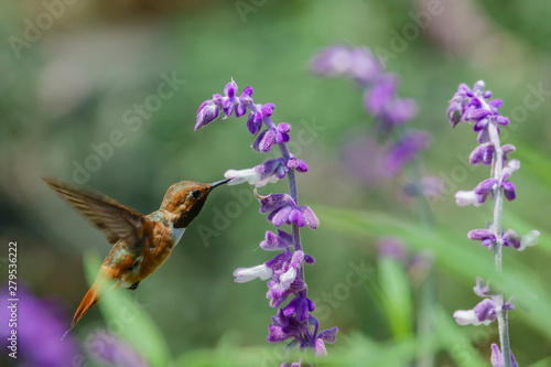 Magnificent hummingbird eating along the Salvia officinalis flowers