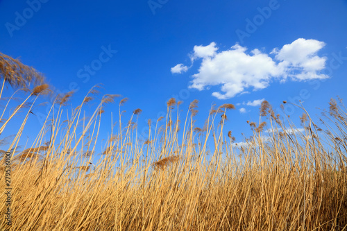 blue sky white clouds and reeds