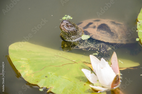 Big turtle swims in lake during daytime. Beautiful white Lotus on the foreground photo