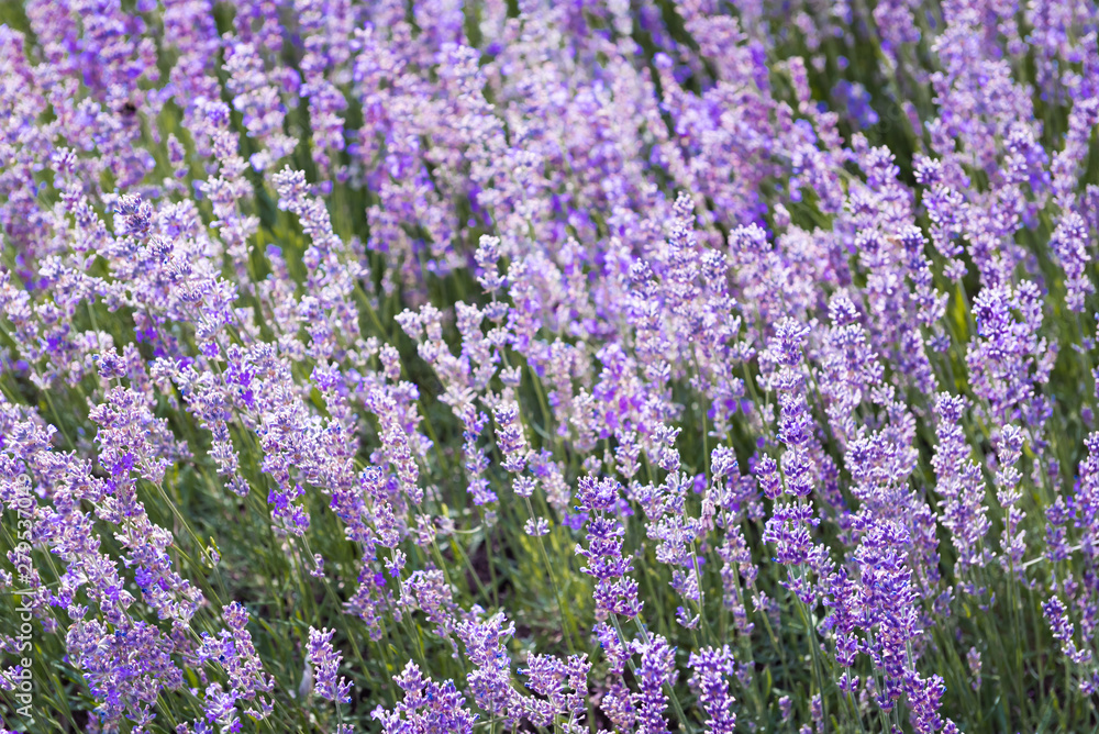 Purple violet color lavender flower field closeup background. Selective focus used. Purple violet color lavender flower field closeup background. Selective focus used.